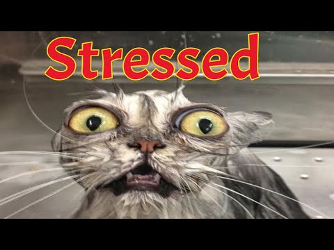 Ways to reduce stress in cats - Reduce stress in cats