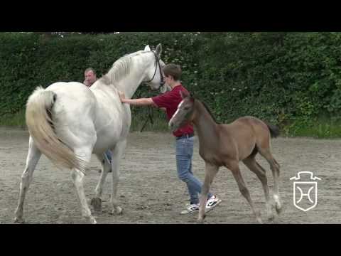 A104 Hengstfohlen von Zirocco Blue - Clarimo - Cesano II