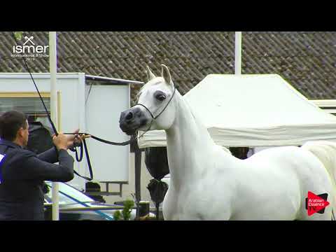 N.40 BASANDRA SETTIMOCIELO - Strohen 2019 B Int - 7-9 year old mares (Class J)