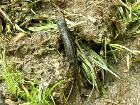 Mesotriton alpestris, passo pramollo-monte Corona, 12.7.09 (13).AVI