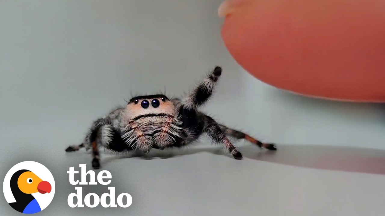 She Built a Tiny World for a Spider Named Violet