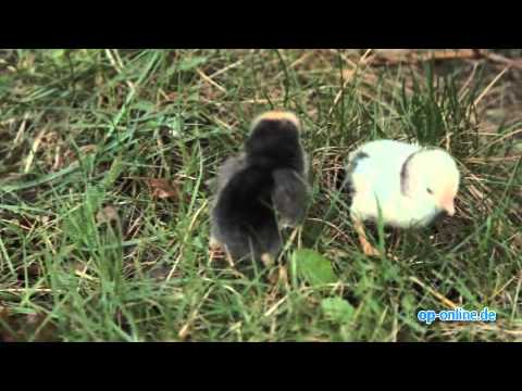 Ostern: 2000 flauschige Küken bei der Impfung