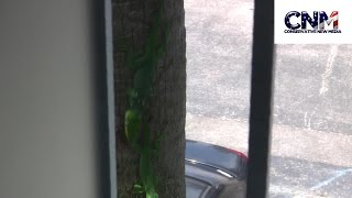 Green Lizard Chases Another Green Lizard Down a Tree!