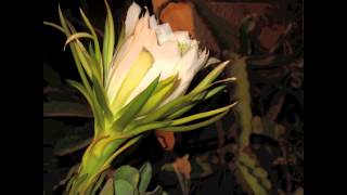 Time Lapse. Night blooming cereus. Queen of the Night. Israel