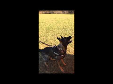 Elisha Barnero ohne musikk