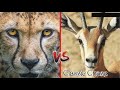 Cheetah Vs Gazelle Classic Chase