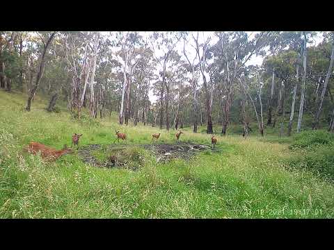 Red Deer Calves Playing at the Wallow