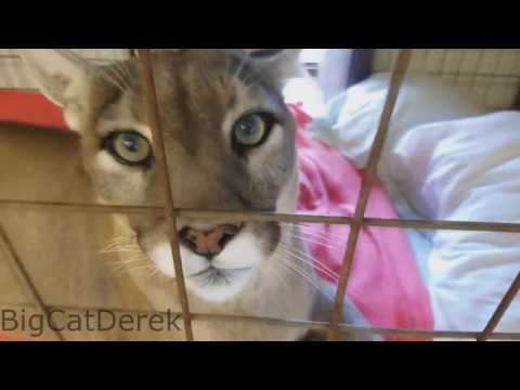 One hour of: Cougar purr!