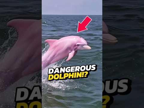 Si vous voyez un dauphin rose, courez immédiatement !
