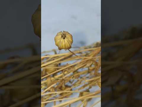 Flax seed plant in terrace | Easy way to remove Flax seeds | अलसी के बीज छत में | #NTFL #harvesting