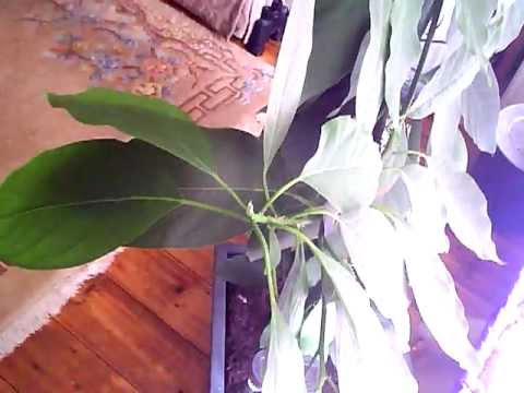 Breathing Time-Lapse avocadotree
