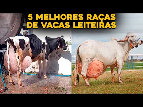 TOP 5 MELHORES RAÇAS DE VACAS LEITEIRAS DO BRASIL - MUITO LEITE!