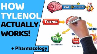 This Is How Tylenol ACTUALLY Works (Acetaminophen Explained)