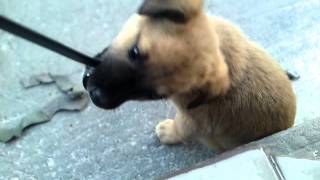 Cute puppy playing