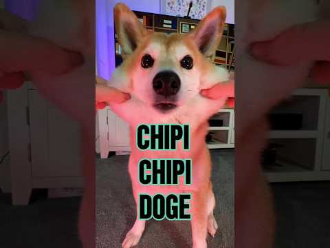 Chipi Chipi Chapa Chapa Doge ULTIMATE MEME MASHUP 4 #doge #cutenessoverload #memes