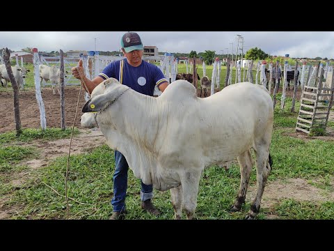 Feira de gado de Jurema-PE 25/04/2026 puro