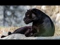 Black Panther Sound Effect Loudly Roaring Hissing And Growling Big Cat Scares Animal Sounds Free