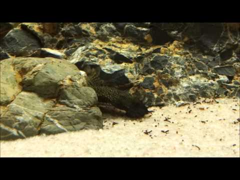 JoseMiBett Habitante 300l. Ancistrus Macho.mp4