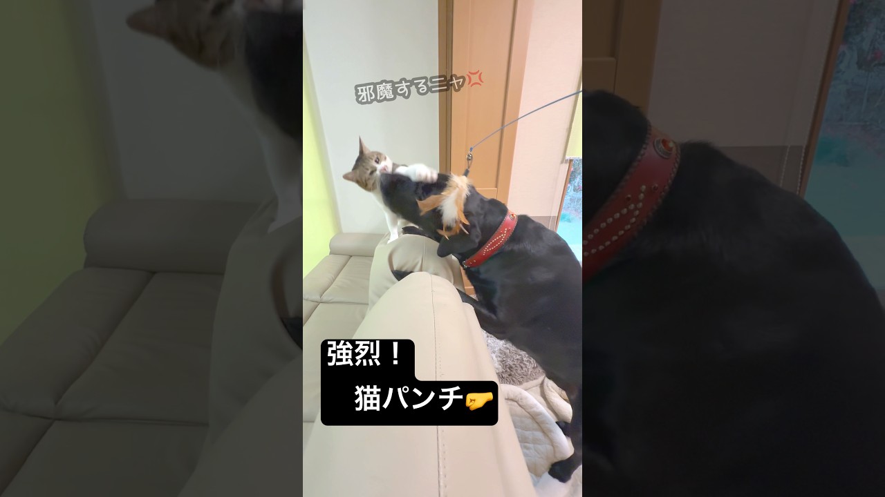 猫じゃらし？犬じゃらし？