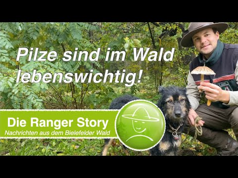 Pilze sind im Wald lebenswichtig!