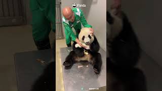 The Best Job In The World! Yes, But Definitely Not The Easiest | iPanda #shorts #HKPanda