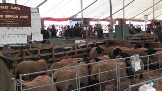 preview picture of video 'Kelso Ram Sales 2011.m2ts'