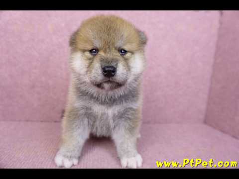 06/15赤色柴犬母幼犬