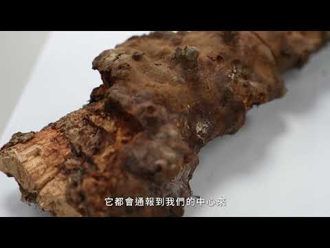 111年度林業及自然保育有功人士得獎者-吳孟玲（行政院農業委員會 林業試驗所）