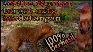 Download lagu Suara pikat Garangan//kawanan Garangan dijamin berdatangan//BUKTIKAN ‼️ mp3