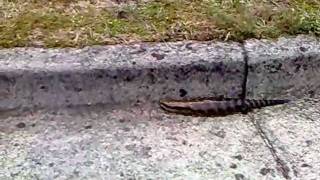 Australia Giant Wild Blue Tongue Lizard  澳洲 蜥蜴