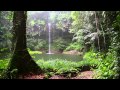 Relax 1 Minute - Rainforest Sounds, Waterfall and Rain