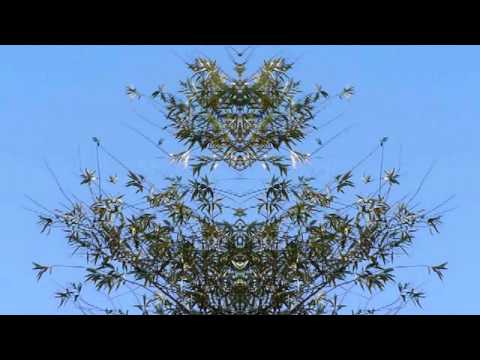 Aura Fresh - Leaf [confineless003]