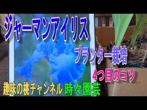 園芸 アイリスを分割するにはどうすればよいですか?