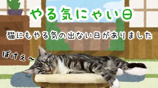 うちの猫がやる気をなくしてしまいましたw 足長マンチカン まる Munchkin cat
