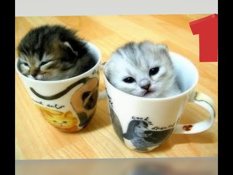 Pisi Pisi Pisicik #1 (funny cats)