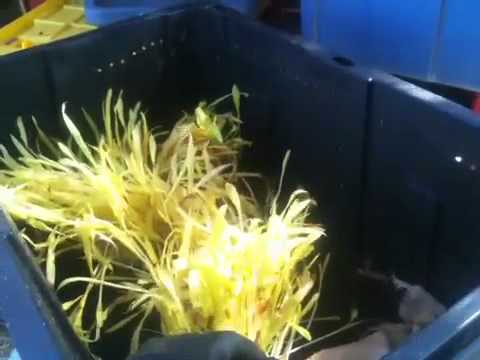 3 Worm Bins Full of Corn