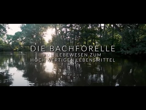 VANT & die Bachforelle - Vom Lebewesen zum hochwertigen Lebensmittel