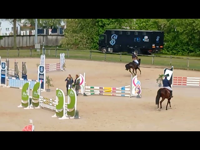 Entire Selle Fran&ccedil;ais For sale 2022 Black