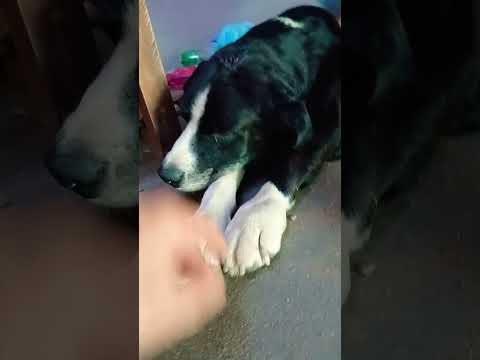 Es mas Lindo #casagrande #perros #miradacanina #cordoba