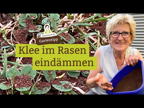 Zu viel Klee im Rasen? So kannst du ihn eindämmen! Das Mittel dazu hast du bestimmt Zuhause!