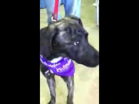 Richard, an adopted Labrador Retriever Mix in East Hanover, NJ_image-1