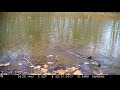River Otter Eating A Frog