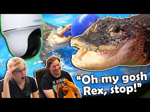 Spying on our Pet Alligator with a Security Camera!