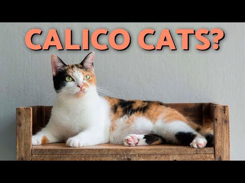Calico Cat Personality 🧡🤍🖤What Are They REALLY Like? (Temperament & Traits)