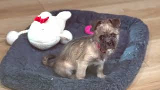 Video preview image #1 Brussels Griffon-Unknown Mix Puppy For Sale in Corona, CA, USA