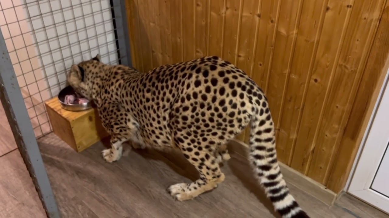 Герда самый голодный кот в мире! По вторникам😁