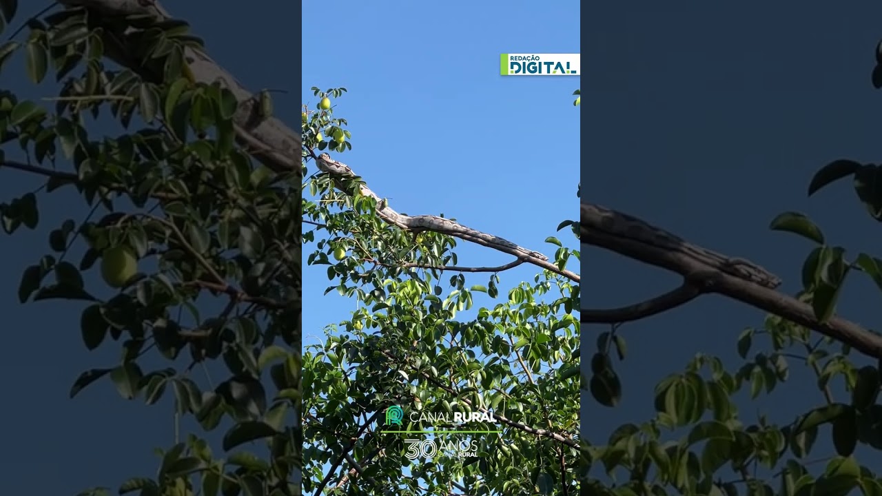 Cobra aparece para tomar sol e vira rotina em chácara