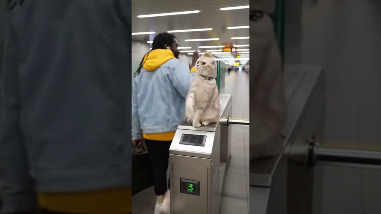 High-five tax. Pay up. 😼✋ #cat #funny