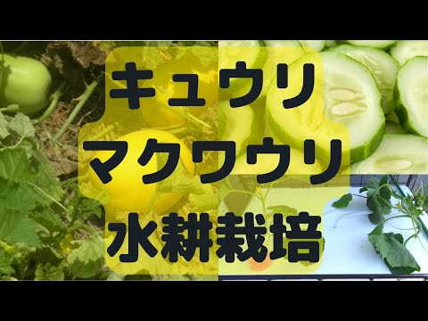 , title : '【野菜の水耕栽培】きゅうりとマクワウリの水耕栽培のやり方'