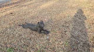 Video preview image #1 Mutt Puppy For Sale in Albemarle, NC, USA